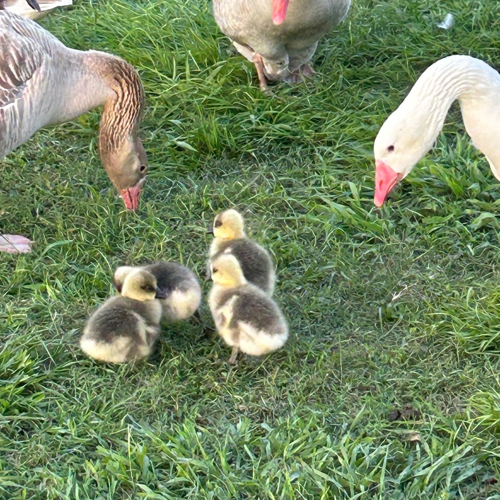 Meet your Posher, Farm Gals Animal Ministry - Picture 2 of 14